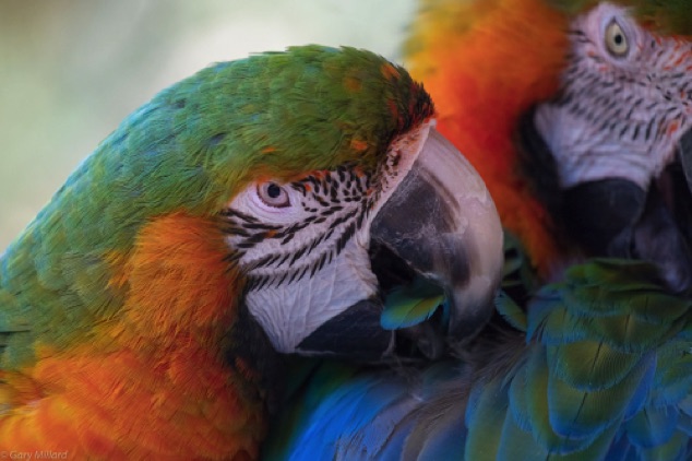 Macaw Grooming
Sarasota Jungle Gardens
Sarasota FL